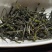绿茶