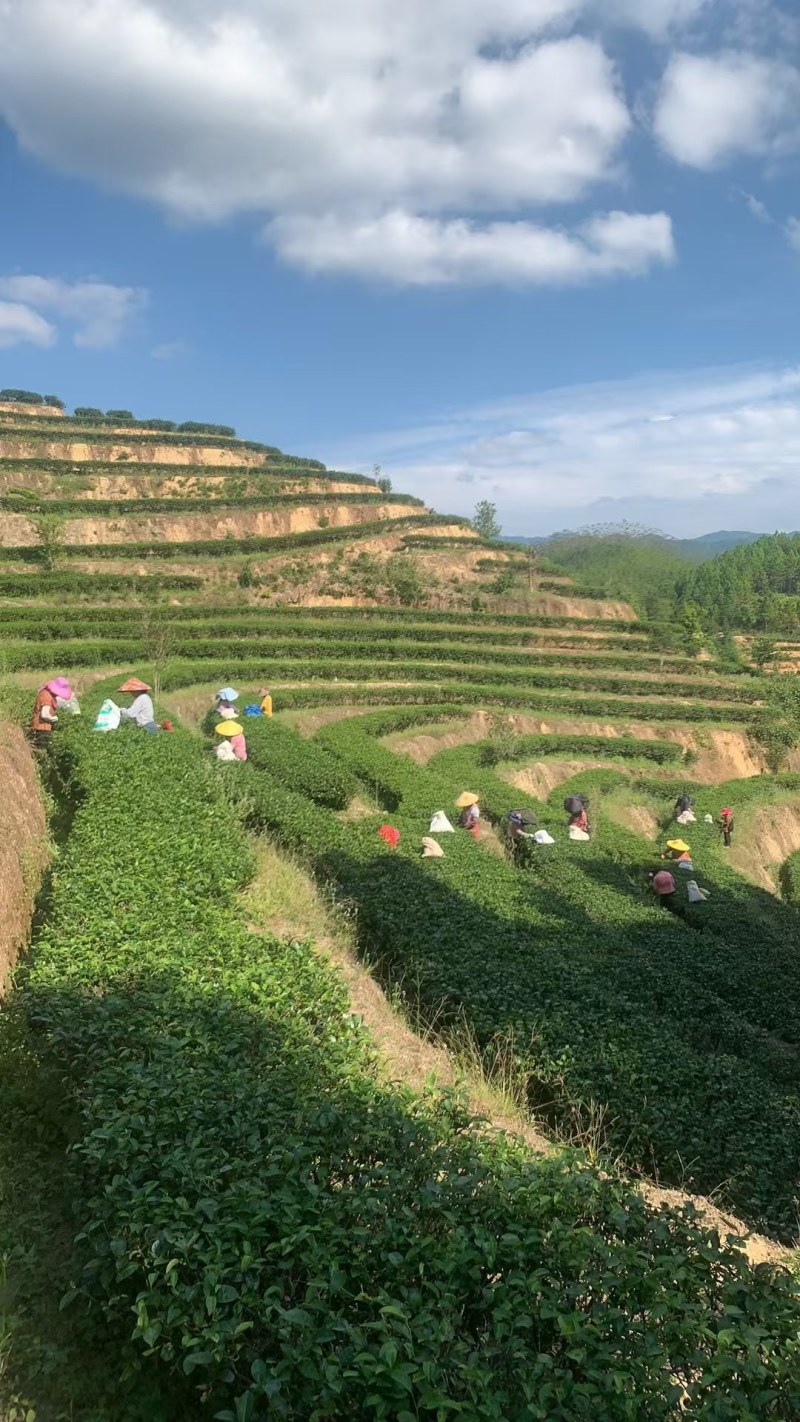 绿茶