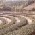 绿茶