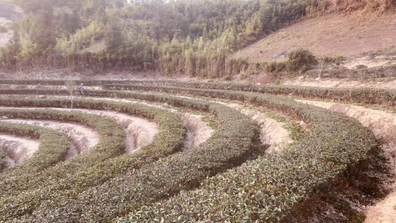 绿茶