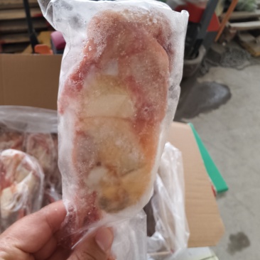 乳鸽