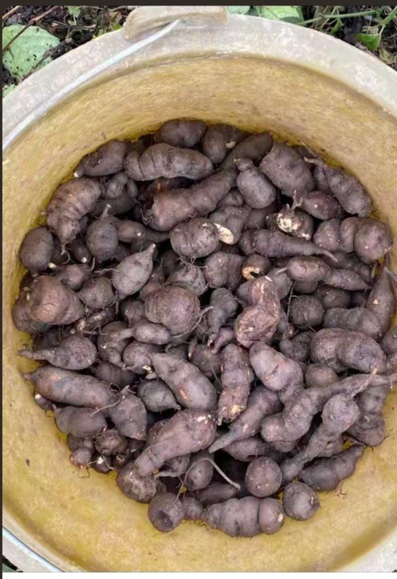 三叶青药材