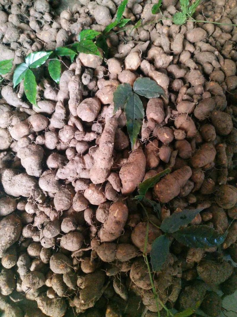 三叶青药材
