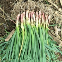 苏北农家本地露天大蒜叶新鲜红紫皮大蒜叶青蒜苗红根应季蔬菜