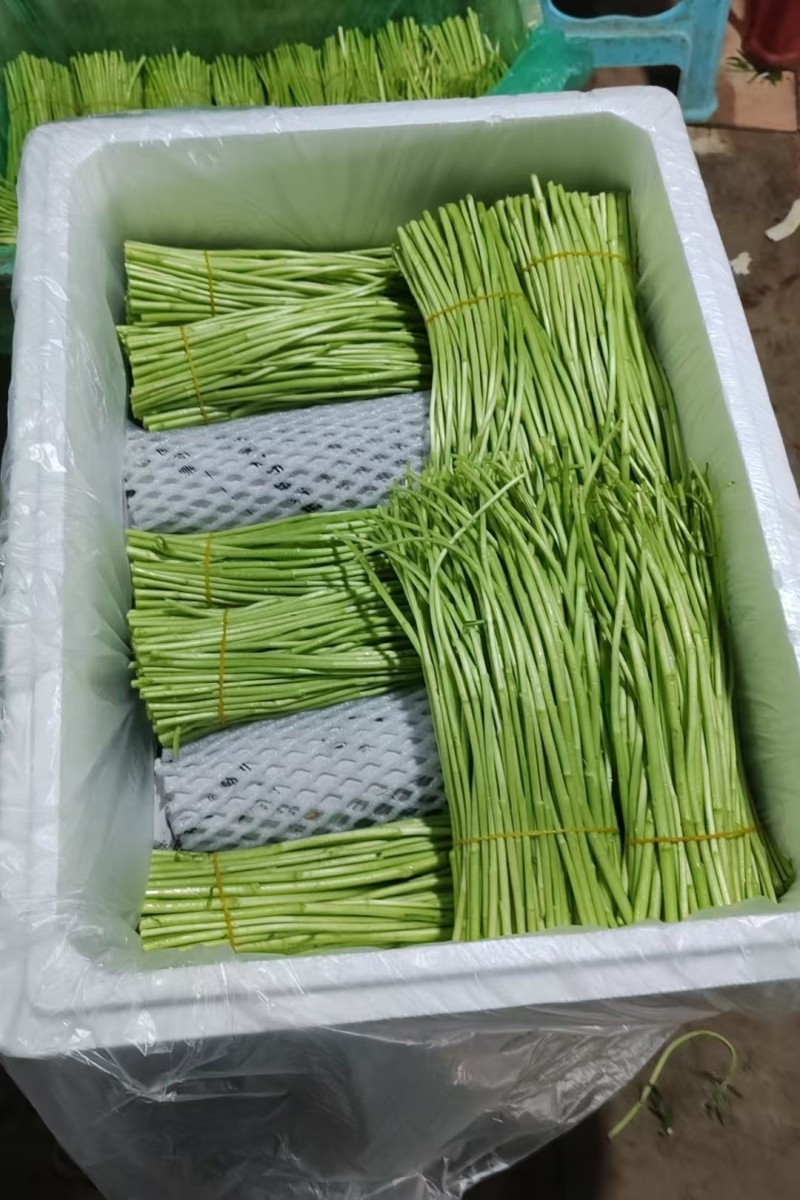 云南新鲜芦蒿大量上市，欢迎采购