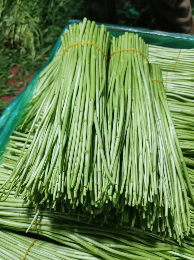 云南新鲜芦蒿大量上市，欢迎采购