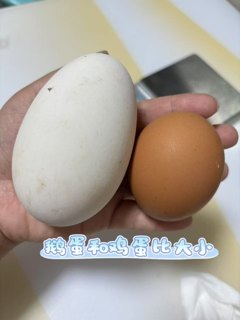 东北散养笨鹅蛋80-150克