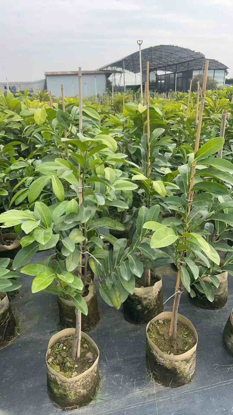 一米高的黄晶果苗