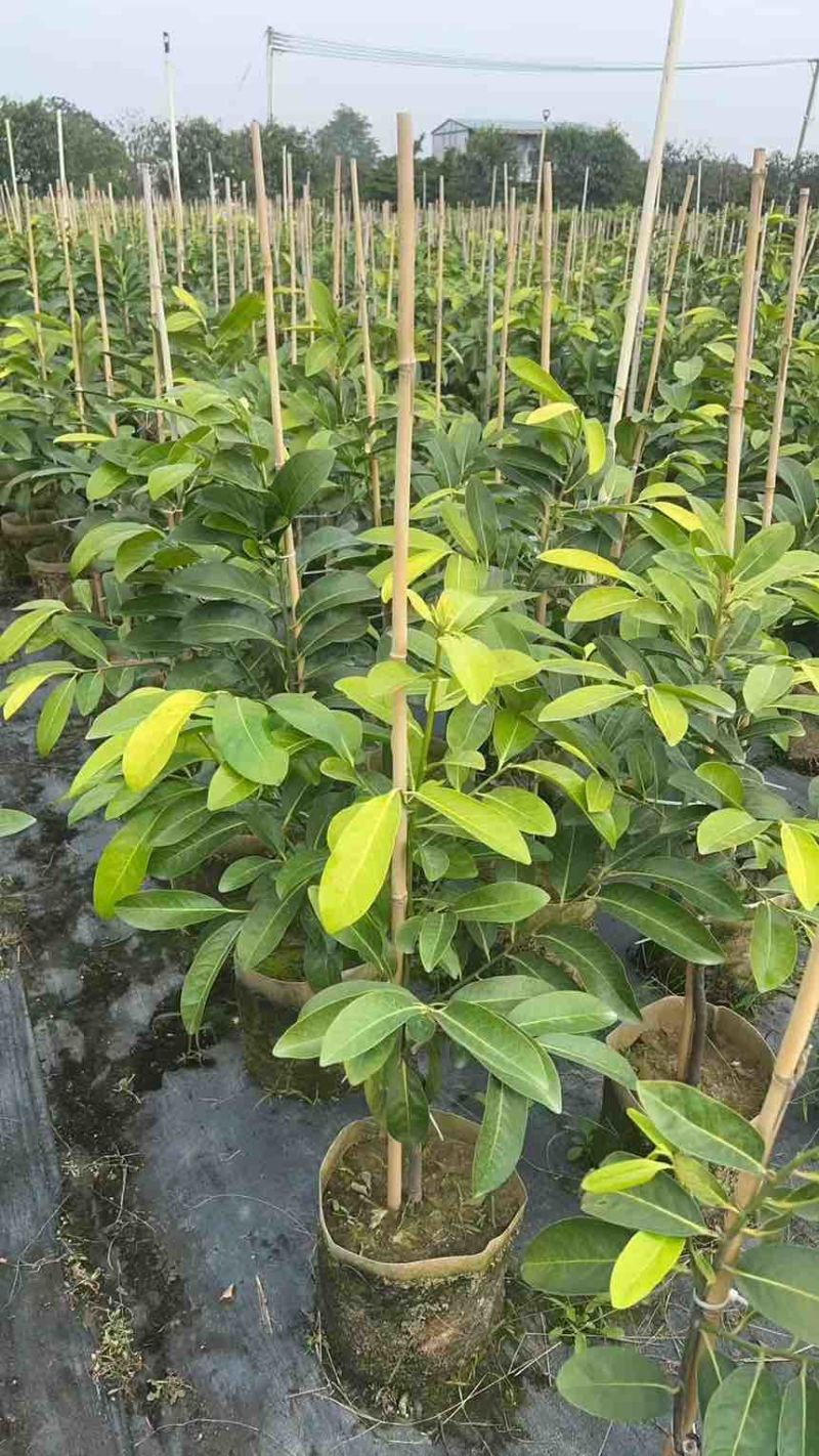 一米高的黄晶果苗