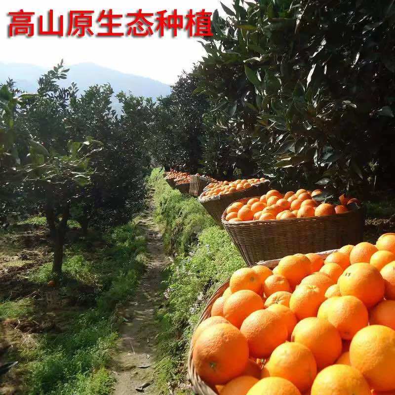 四川塔罗科血橙一件代发供应商超电商皮薄好货自然成熟