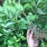 草珊瑚种苗一年两年优质品无中间商，欢迎实地考察