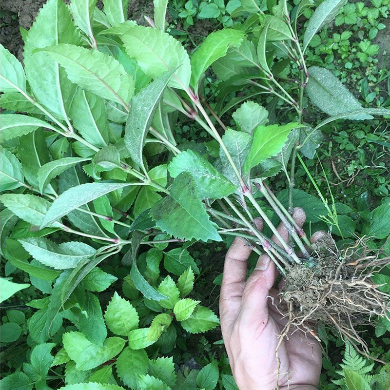 草珊瑚种苗一年两年优质品无中间商，欢迎实地考察