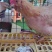 正宗龙门胡须鸡.散养鸡.还有三黄鸡。