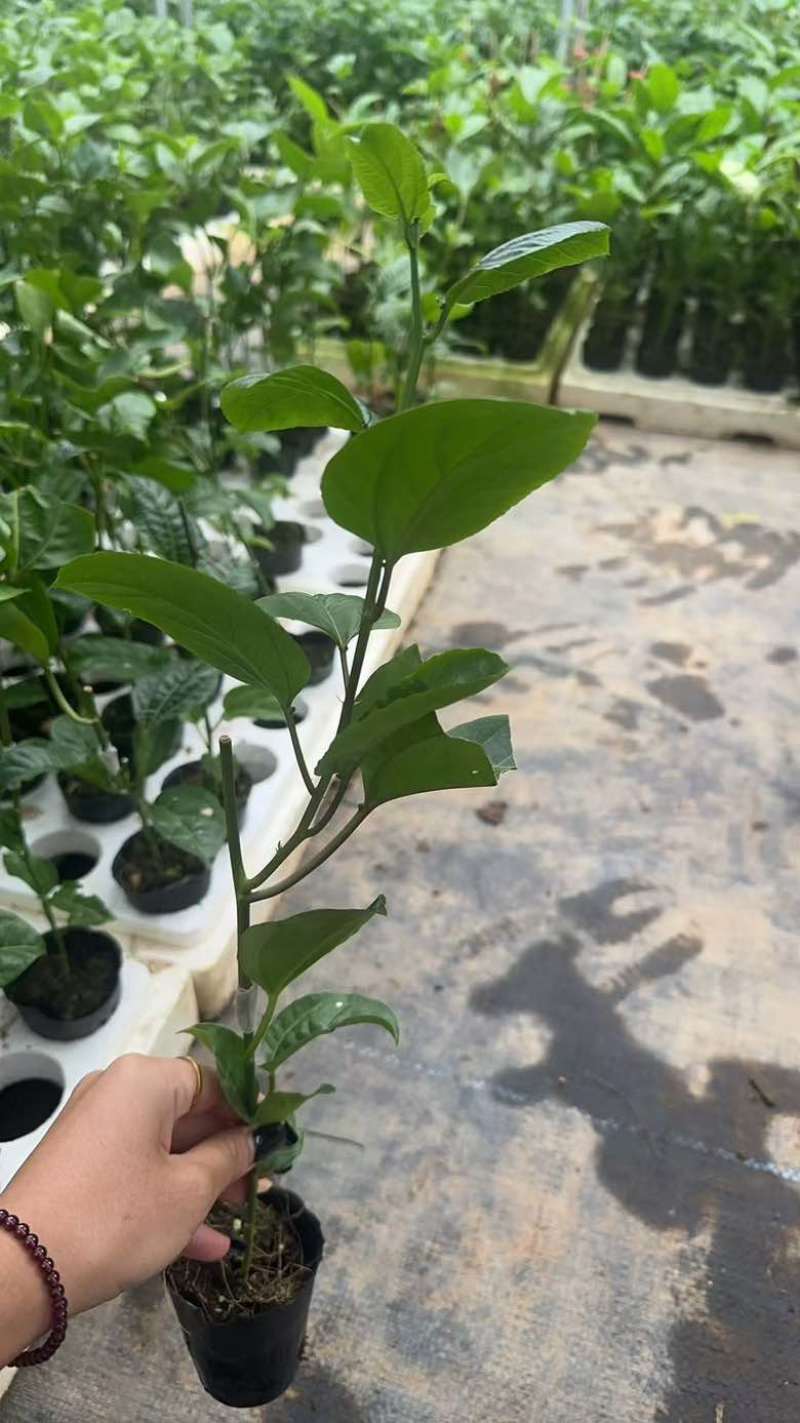 钦蜜9号百香果苗