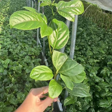 钦蜜9号百香果苗