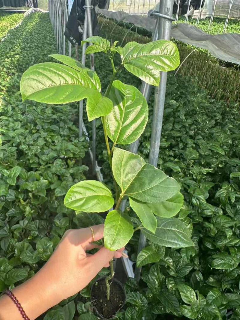 钦蜜9号百香果苗