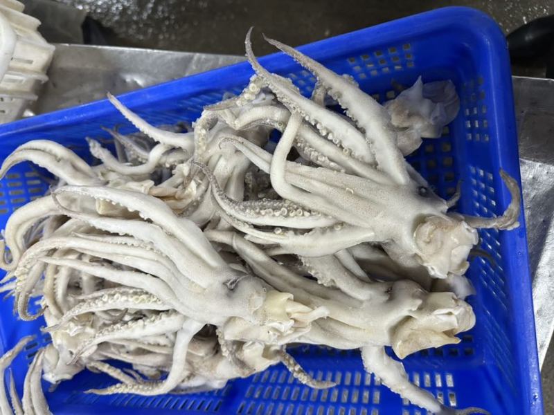 阿鱿300/400单头，货量丰富，品质优良，欢迎选购