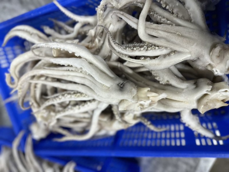 阿鱿300/400单头，货量丰富，品质优良，欢迎选购