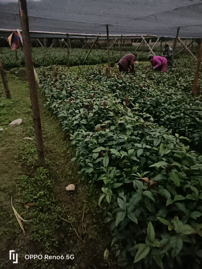 自家苗圃场，无中间商