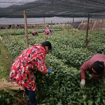 自家苗圃场，无中间商