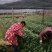 自家苗圃场，无中间商