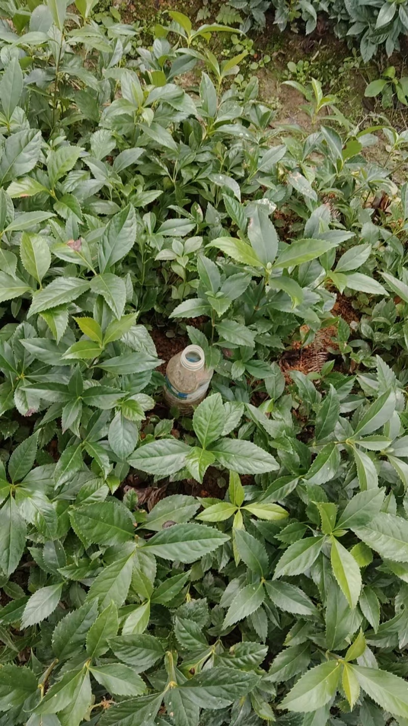 自家苗圃场，无中间商