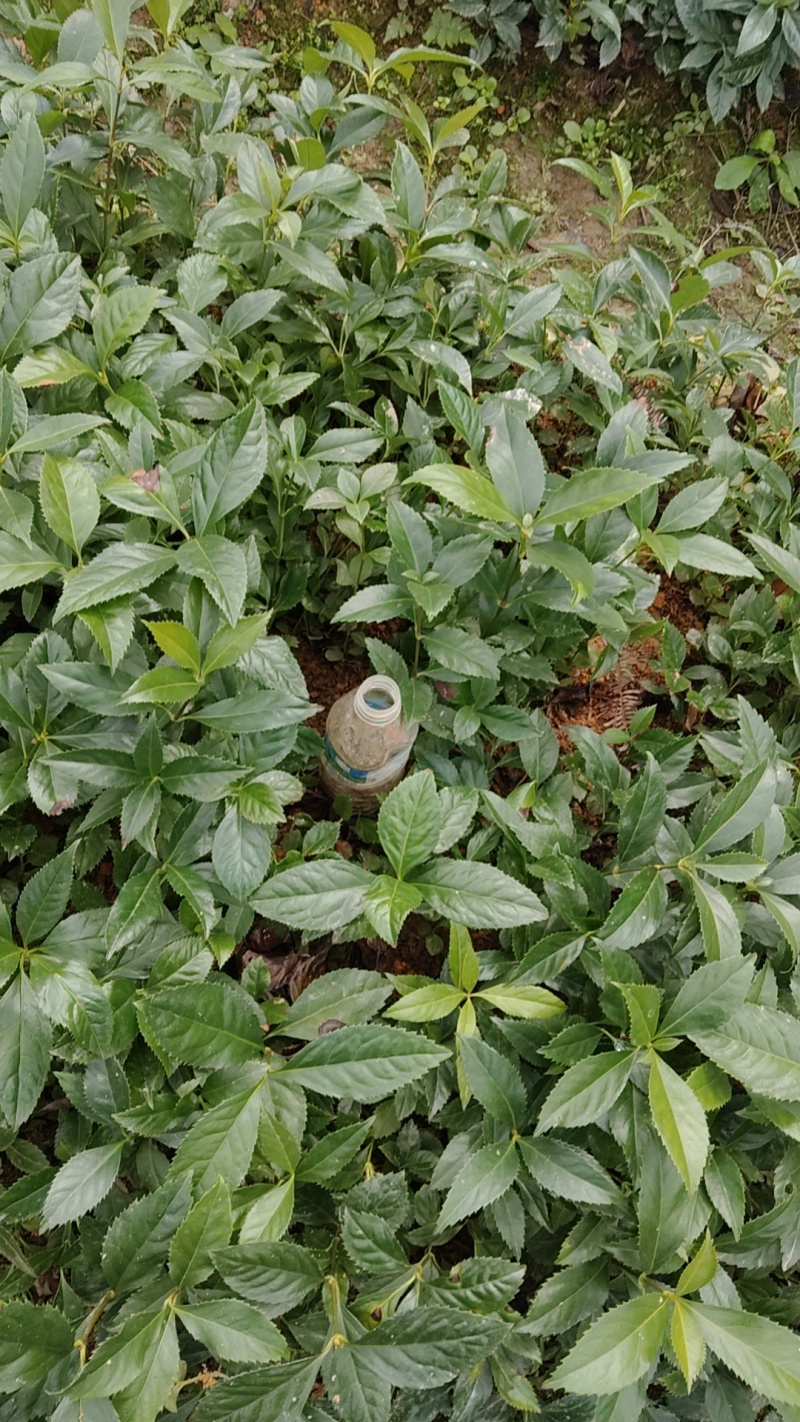 自家苗圃场，无中间商