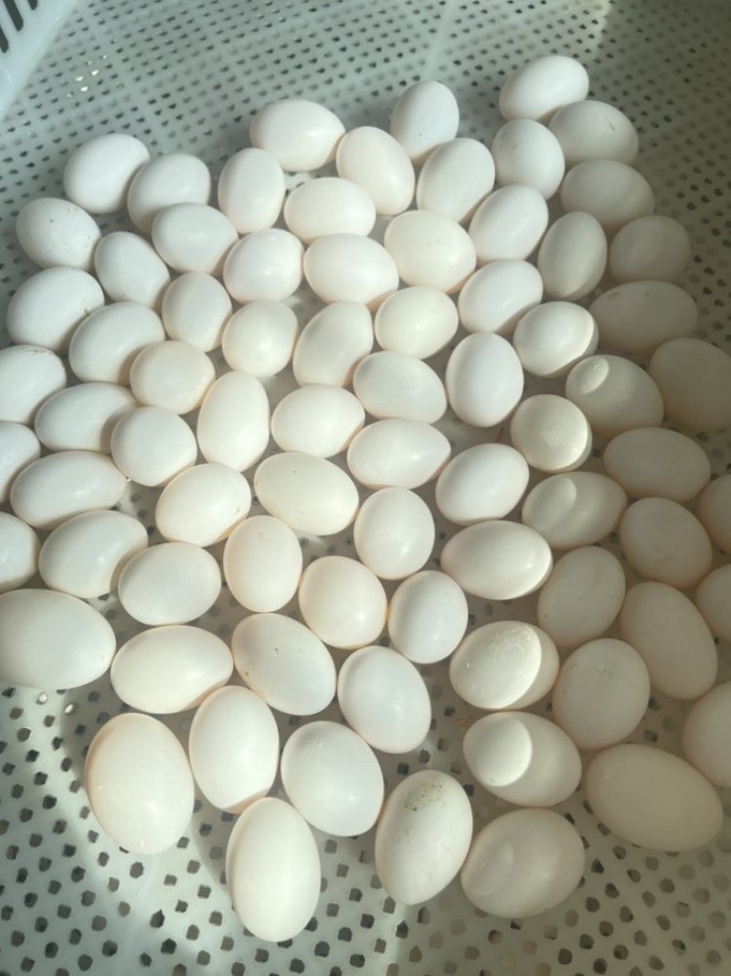 鸽子蛋