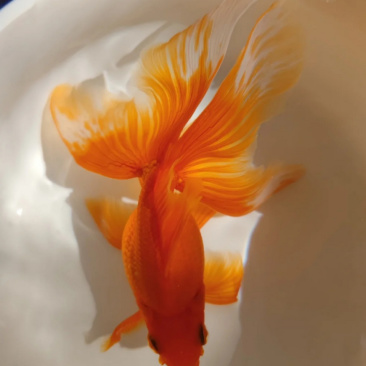小金鱼