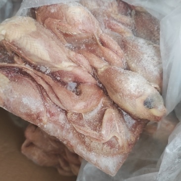 鹌鹑有货