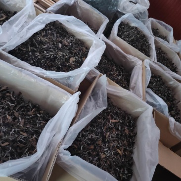 古树普洱白茶