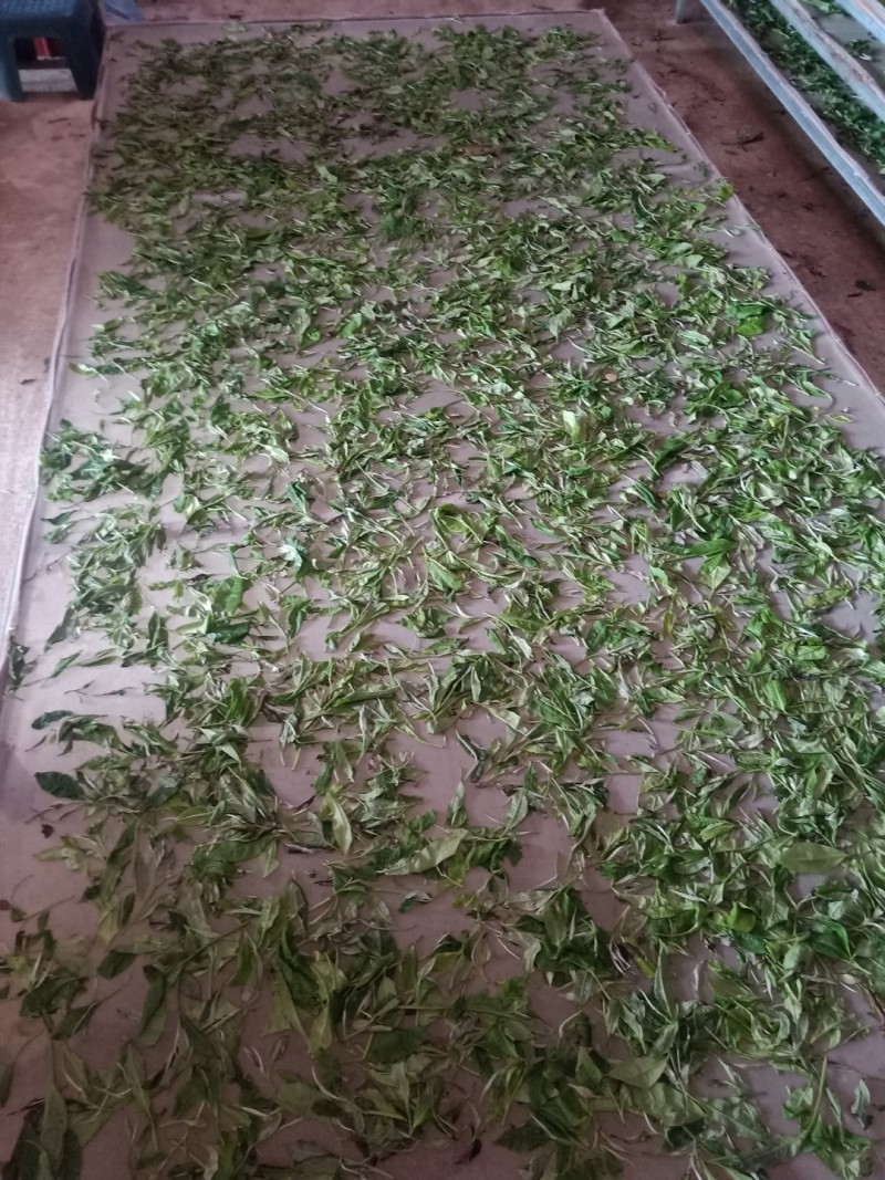 古树普洱白茶