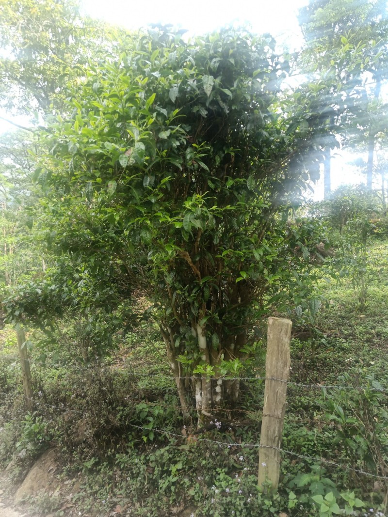 古树普洱白茶