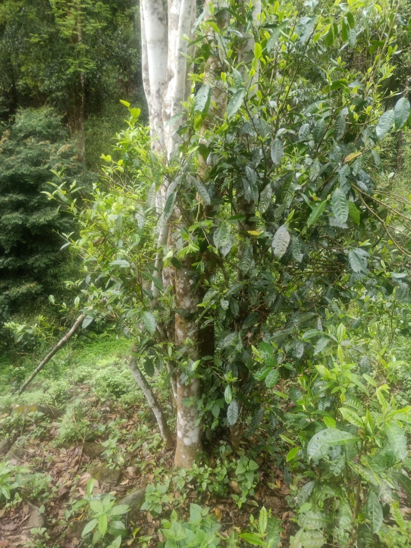 古树普洱白茶