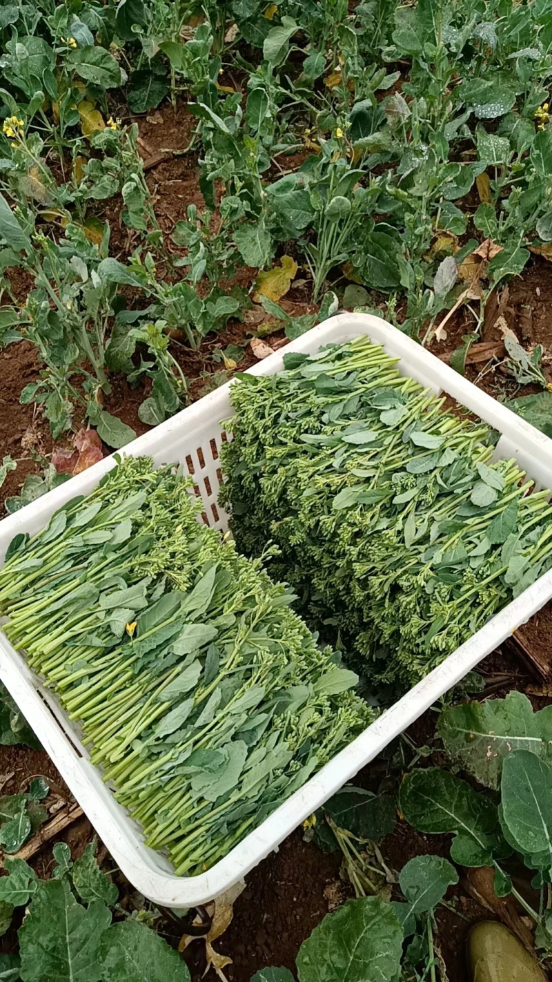 油菜苔