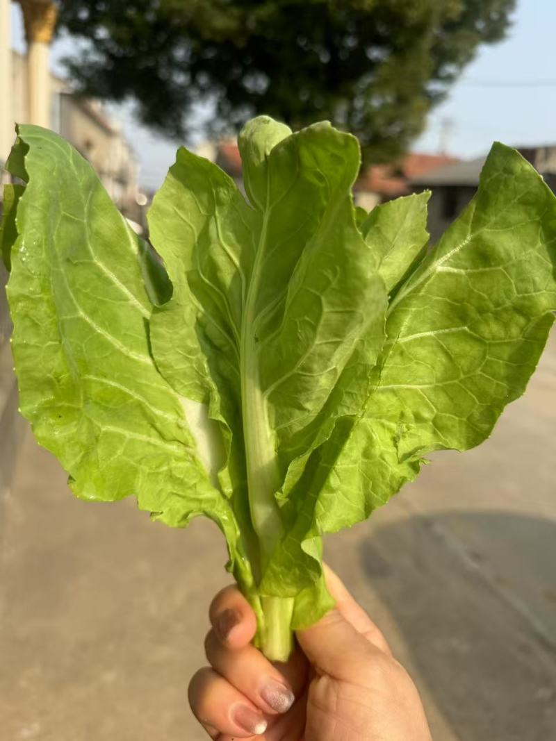 老家地里的白菜苔