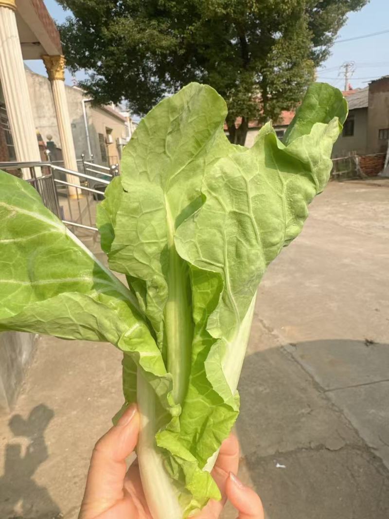 老家地里的白菜苔