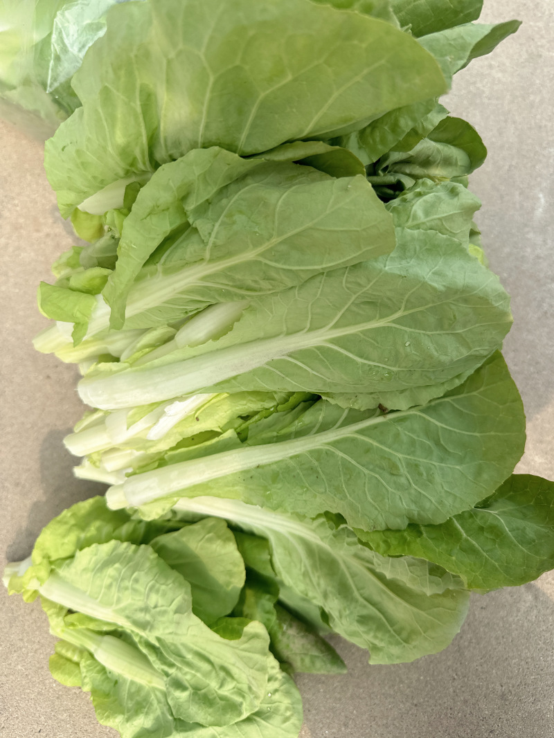 老家地里的白菜苔