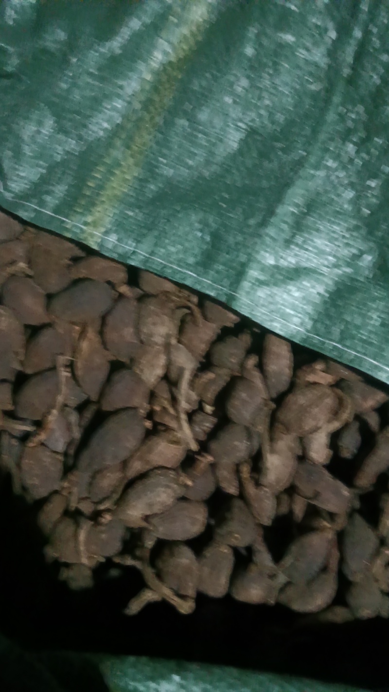 云南怒江药材草果