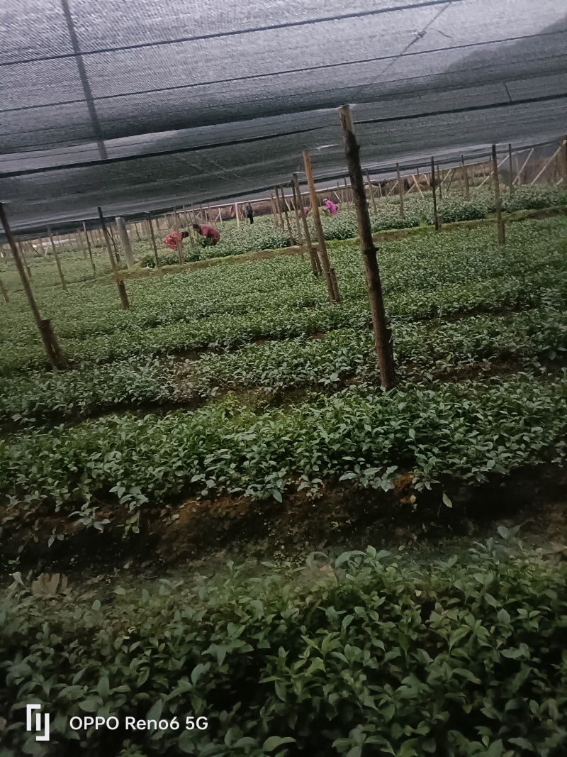 草珊瑚种苗一年两年优质品，欢迎实地考察