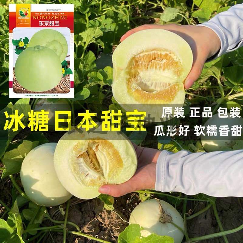 冰糖日本富士甜宝甜瓜甜度高丰产性好坐果温