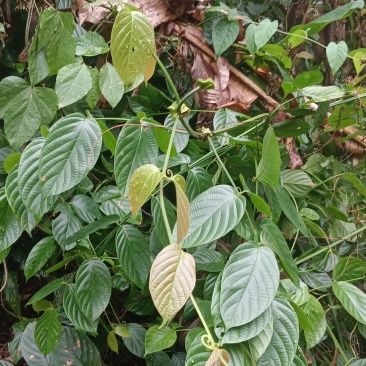 广东阳江勾藤
