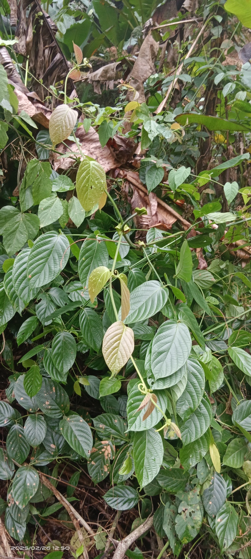广东阳江勾藤