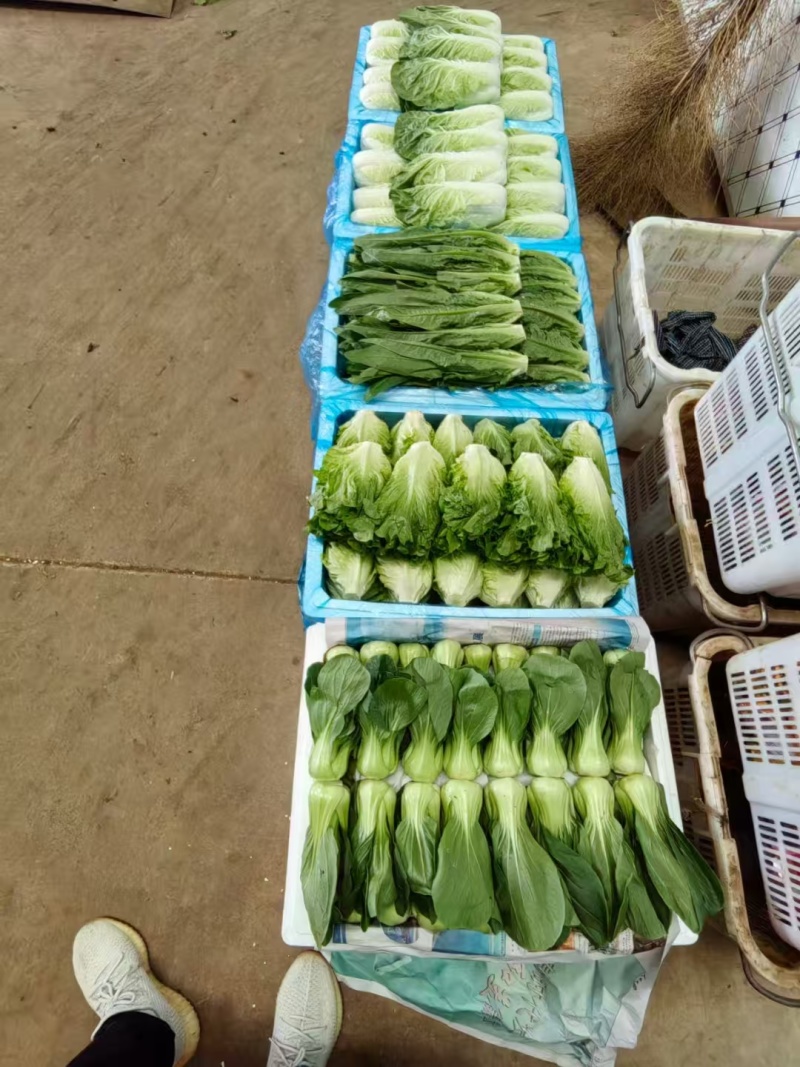 云南水菜