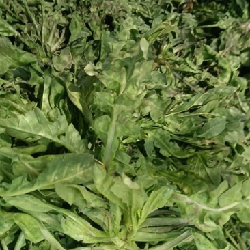 荠菜