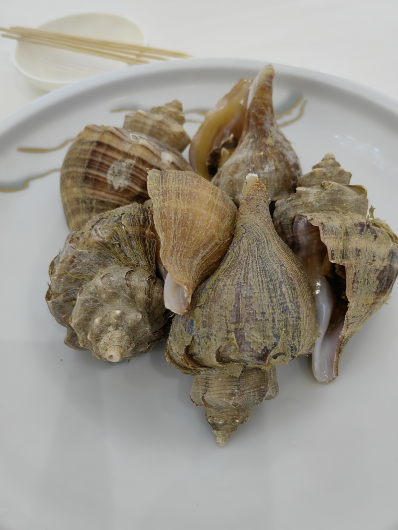 北海大海螺