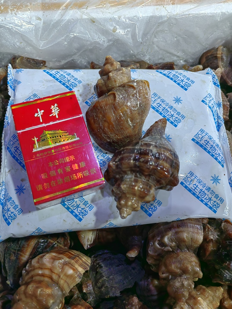 北海大海螺