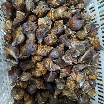 北海大海螺