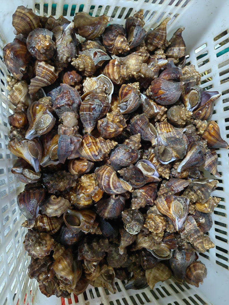 北海大海螺