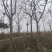 襄阳鱼塘出租，合同面积66亩，实际可用80亩
